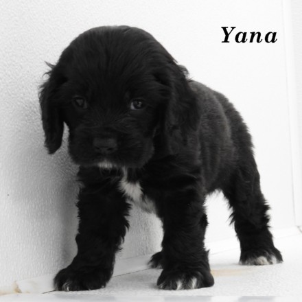 puppy, for, sale, Cocker Spaniel, Joe & Cherri  Overlease, dog, breeder, Miller, MO, dog-breeder, puppy-for-sale, forsale, nearby, find, puppyfind, locator, puppylocator, aca